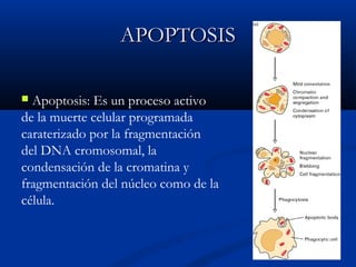 APOPTOSIS
Apoptosis: Es un proceso activo
de la muerte celular programada
caraterizado por la fragmentación
del DNA cromosomal, la
condensación de la cromatina y
fragmentación del núcleo como de la
célula.


 
