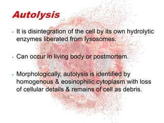 APOPTOSIS NECROSIS.pptx
