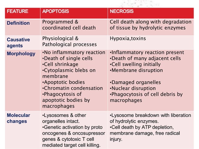 APOPTOSIS NECROSIS.pptx