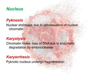 APOPTOSIS NECROSIS.pptx