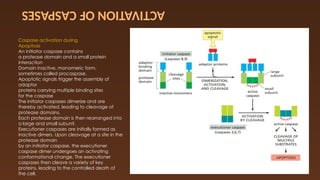 apoptosis new 1 [Autosaved] cell biology.pptx