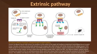 apoptosis new 1 [Autosaved] cell biology.pptx