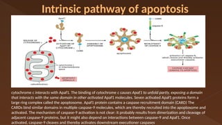apoptosis new 1 [Autosaved] cell biology.pptx