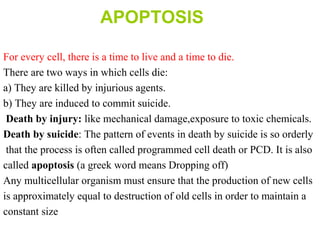 APOPTOSIS
For every cell, there is a time to live and a time to die.
There are two ways in which cells die:
a) They are killed by injurious agents.
b) They are induced to commit suicide.
Death by injury: like mechanical damage,exposure to toxic chemicals.
Death by suicide: The pattern of events in death by suicide is so orderly
that the process is often called programmed cell death or PCD. It is also
called apoptosis (a greek word means Dropping off)
Any multicellular organism must ensure that the production of new cells
is approximately equal to destruction of old cells in order to maintain a
constant size
 