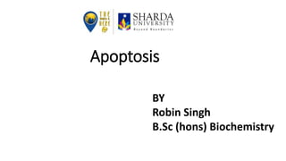 Apoptosis
BY
Robin Singh
B.Sc (hons) Biochemistry
 