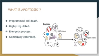 apoptosis or programmed cell death .pptx