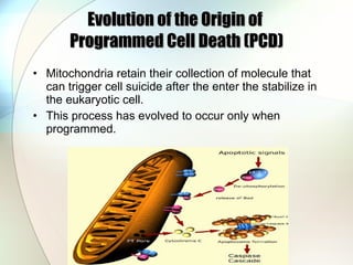 Evolution of the Origin of  Programmed Cell Death (PCD) <ul><li>Mitochondria retain their collection of molecule that can ...
