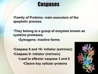 Caspases  <ul><li>Family of Proteins- main executors of the apoptotic process. </li></ul><ul><li>They belong to a group of...