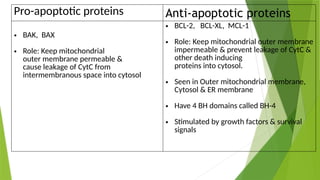 Pro-apoptotic proteins Anti-apoptotic proteins
• BAK, BAX
• Role: Keep mitochondrial
outer membrane permeable &
cause leakage of CytC from
intermembranous space into cytosol
• BCL-2, BCL-XL, MCL-1
• Role: Keep mitochondrial outer membrane
impermeable & prevent leakage of CytC &
other death inducing
proteins into cytosol.
• Seen in Outer mitochondrial membrane,
Cytosol & ER membrane
• Have 4 BH domains called BH-4
• Stimulated by growth factors & survival
signals
 