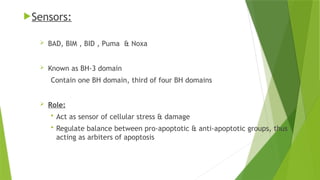 Sensors:
 BAD, BIM , BID , Puma & Noxa
 Known as BH-3 domain
Contain one BH domain, third of four BH domains
 Role:
 Act as sensor of cellular stress & damage
 Regulate balance between pro-apoptotic & anti-apoptotic groups, thus
acting as arbiters of apoptosis
 