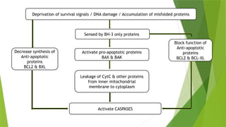 Sensed by BH-3 only proteins
Activate pro-apoptotic proteins
BAX & BAK
Leakage of CytC & other proteins
from inner mitochondrial
membrane to cytoplasm
Decrease synthesis of
Anti-apoptotic
proteins
BCL2 & BXL
Deprivation of survival signals / DNA damage / Accumulation of misfolded proteins
Block function of
Anti-apoptotic
proteins
BCL2 & BCL-XL
Activate CASPASES
 