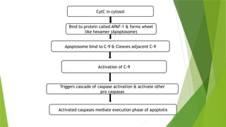 CytC in cytosol
Bind to protein called APAF-1 & forms wheel
like hexamer (Apoptosome)
Apoptosome bind to C-9 & Cleaves adjacent C-9
Activated caspases mediate execution phase of apoptotis
Activation of C-9
Triggers cascade of caspase activation & activate other
pro caspasas
 