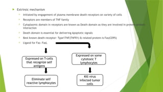  Extrinsic mechanism
 Initiated by engagement of plasma membrane death receptors on variety of cells
 Receptors are members of TNF family
 Cytoplasmic domain in receptors are known as Death domain as they are involved in protein-protein
interaction
 Death domain is essential for delivering Apoptotic signals
 Best known death receptor- Type1TNF(TNFR1) & related protein is Fas(CD95)
 Ligand for Fas- FasL
Expressed on T-cells
that recognize self
antigens
Eliminate self
reactive lymphocytes
Expressed on some
cytotoxic T
lymphocytes
Kill virus
infected tumor
cells
 