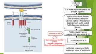 FasL bind
to FaS
3 or more molecules of FaS are
brought together
Cytoplasmic death domain
form a binding site for an
adaptor protien which contain
death domain and is called
FADD (Fas-associated death
domain)
FADD binds to inactive
caspase 8,10 (procaspse-8,10)
Active caspase 8,10
Activated caspases mediate
execution phase of apoptotis
FLIP binds to ProC8
Some viruses use this FLIP
protein
to protect themselves
from FaS mediated Apoptosis
 