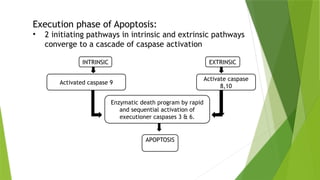 Execution phase of Apoptosis:
• 2 initiating pathways in intrinsic and extrinsic pathways
converge to a cascade of caspase activation
INTRINSIC EXTRINSIC
Activated caspase 9
Activate caspase
8,10
Enzymatic death program by rapid
and sequential activation of
executioner caspases 3 & 6.
APOPTOSIS
 