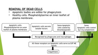 REMOVAL OF DEAD CELLS
• Apoptotic bodies are edible for phagocytosis
• Healthy cells- Phosphatidylserine on inner leaflet of
plasma membrane.
Apoptotic cells-
Phosphatidylserine on outer
leaflet of plasma membrane.
Apoptotic cells secrete
soluble factors
Some Apoptotic
cells coated by
thrombospondin
Some
Apoptotic cells coated
by C1q complement
Recognized by phagocytes and macrophages
All these receptors on Apoptotic cells serve as EAT ME
signals
Engulfment
 