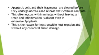 • Apoptotic cells and their fragments are cleared before
they undergo necrosis and release their cellular contents.
• This often occurs within minutes without leaving a
trace and inflammation is absent even in
extensive Apoptosis.
• This is the reason for least possible host reaction and
without any collateral tissue damage.
 
