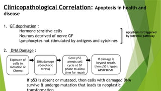 Clinicopathological Correlation: Apoptosis in health and
disease
1. GF deprivation :
Hormone sensitive cells
Neurons deprived of nerve GF
Lymphocytes not stimulated by antigens and cytokines
2. DNA Damage :
Apoptosis is triggered
by intrinsic pathway
Exposure of
cells to
radiation or
Chemo
DNA damage
(Genotoxic
stress)
Gene p53
arrests cell
cycle at G1
phase to allow
time for repair
If damage is
beyond repair,
then p53 triggers
APOPTOSIS
If p53 is absent or mutated, then cells with damaged DNA
survive & undergo mutation that leads to neoplastic
 