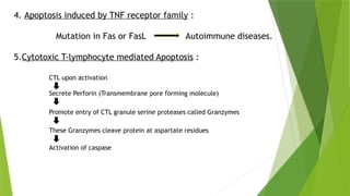 4. Apoptosis induced by TNF receptor family :
Mutation in Fas or FasL Autoimmune diseases.
5.Cytotoxic T-lymphocyte mediated Apoptosis :
CTL upon activation
Secrete Perforin (Transmembrane pore forming molecule)
Promote entry of CTL granule serine proteases called Granzymes
These Granzymes cleave protein at aspartate residues
Activation of caspase
 
