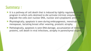 Summary :
 It is a pathway of cell death that is induced by tightly regulated suicide
program in which cells destined to die activate intrinsic enzymes that
degrade the cells own nuclear DNA, nuclear and cytoplasmic proteins.
 Physiologically, apoptosis is seen during embryogenesis, menstrual cycle,
menopause, lactating breast after weaning, prostatic atrophy.
 Pathologically, apoptosis is seen DNA damage, accumulation of misfolded
proteins, cell death in viral infections, atrophy in parenchymal organs.
 