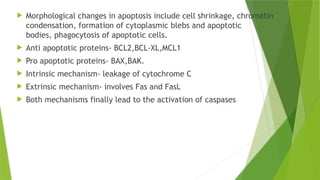  Morphological changes in apoptosis include cell shrinkage, chromatin
condensation, formation of cytoplasmic blebs and apoptotic
bodies, phagocytosis of apoptotic cells.
 Anti apoptotic proteins- BCL2,BCL-XL,MCL1
 Pro apoptotic proteins- BAX,BAK.
 Intrinsic mechanism- leakage of cytochrome C
 Extrinsic mechanism- involves Fas and FasL
 Both mechanisms finally lead to the activation of caspases
 