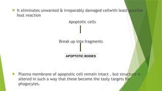  It eliminates unwanted & irreparably damaged cellwith least possible
host reaction
Apoptotic cells
Break up into fragments
 Plasma membrane of apoptotic cell remain intact , but structure is
altered in such a way that these become the tasty targets for
phagocytes.
APOPTOTIC BODIES
 