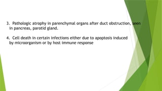 3. Pathologic atrophy in parenchymal organs after duct obstruction, seen
in pancreas, parotid gland​
.
4. Cell death in certain infections either due to apoptosis induced
by microorganism or by host immune response​
 