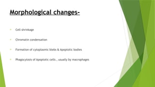 Morphological changes-
 Cell shrinkage
 Chromatin condensation
 Formation of cytoplasmic blebs & Apoptotic bodies
 Phagocytosis of Apoptotic cells , usually by macrophages
 