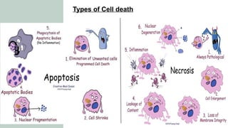 Comprehensive Seminar on Apoptosis: Programmed Cell Death Mechanisms ...