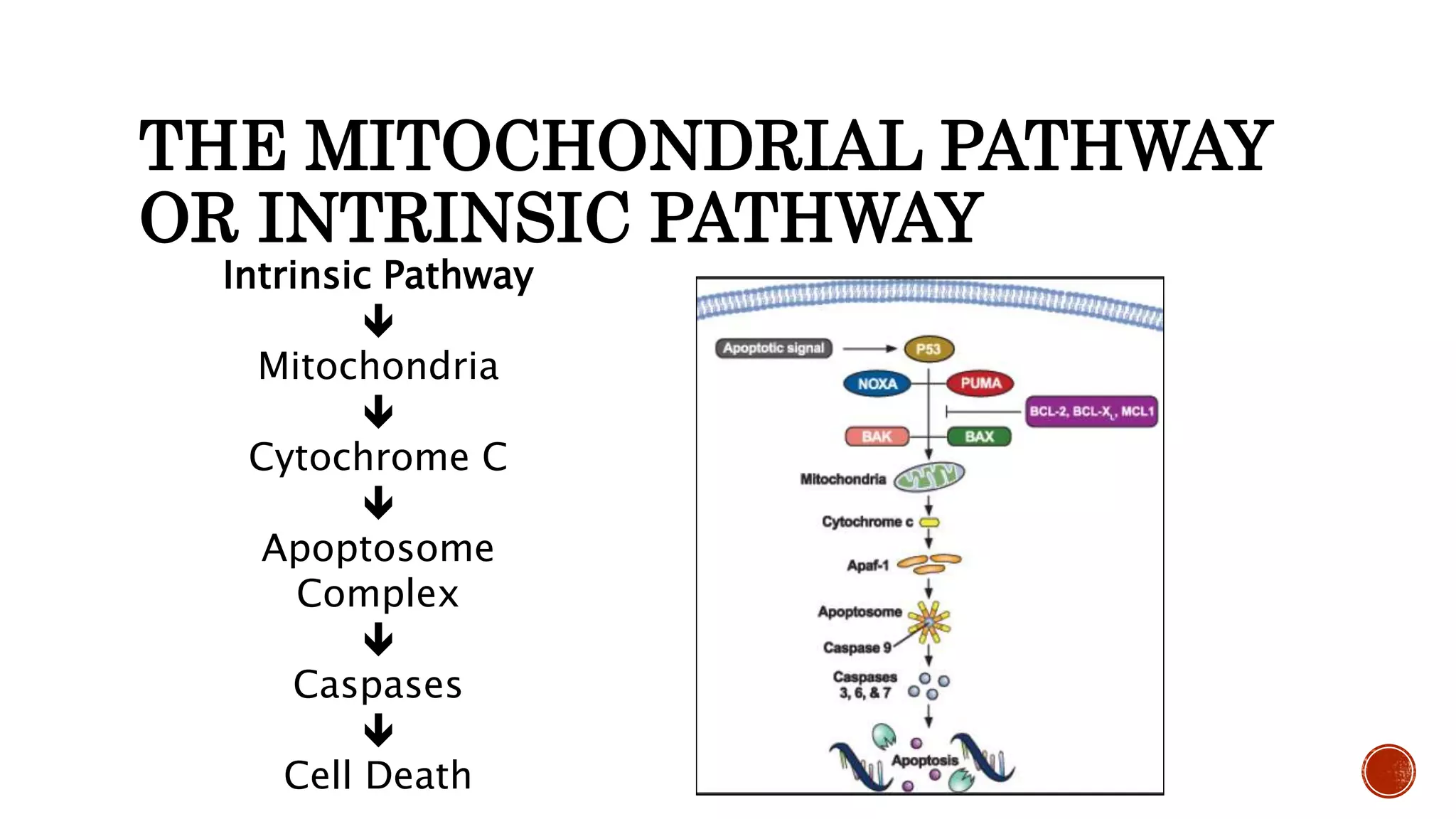 THE MITOCHONDRIAL PATHWAY
OR INTRINSIC PATHWAY
Intrinsic Pathway

Mitochondria

Cytochrome C

Apoptosome
Complex

Caspases

Cell Death
 