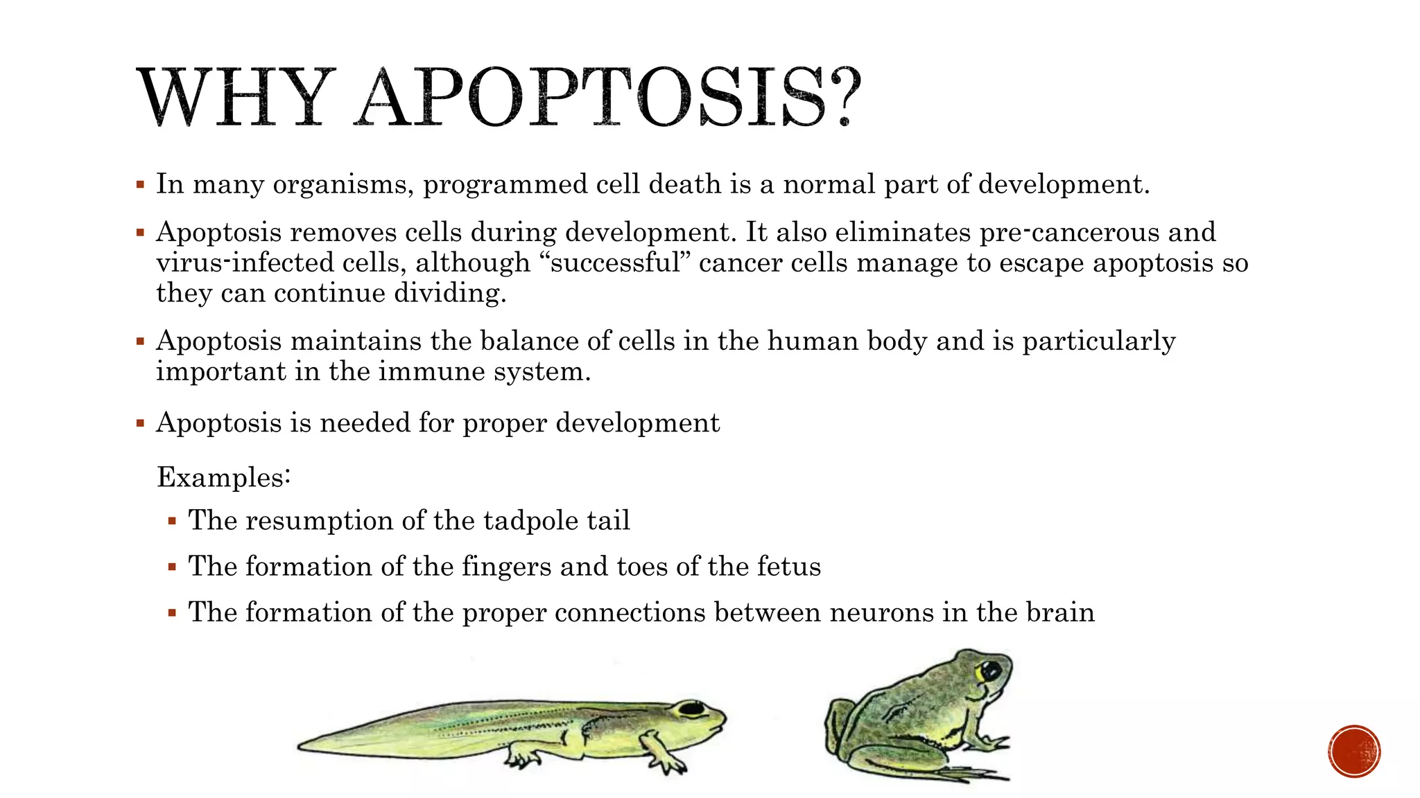  In many organisms, programmed cell death is a normal part of development.
 Apoptosis removes cells during development. It also eliminates pre-cancerous and
virus-infected cells, although “successful” cancer cells manage to escape apoptosis so
they can continue dividing.
 Apoptosis maintains the balance of cells in the human body and is particularly
important in the immune system.
 Apoptosis is needed for proper development
Examples:
 The resumption of the tadpole tail
 The formation of the fingers and toes of the fetus
 The formation of the proper connections between neurons in the brain
 