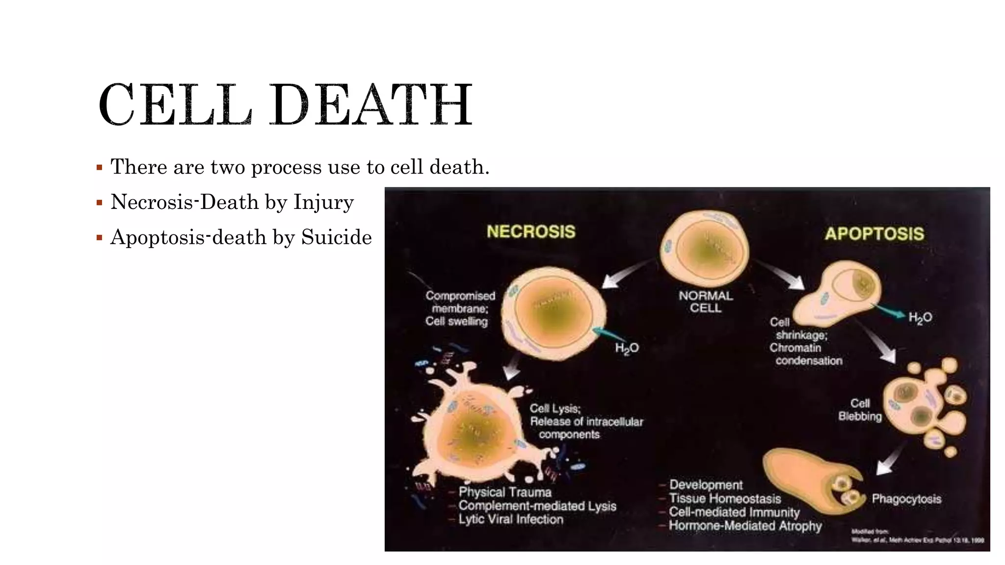  There are two process use to cell death.
 Necrosis-Death by Injury
 Apoptosis-death by Suicide
 