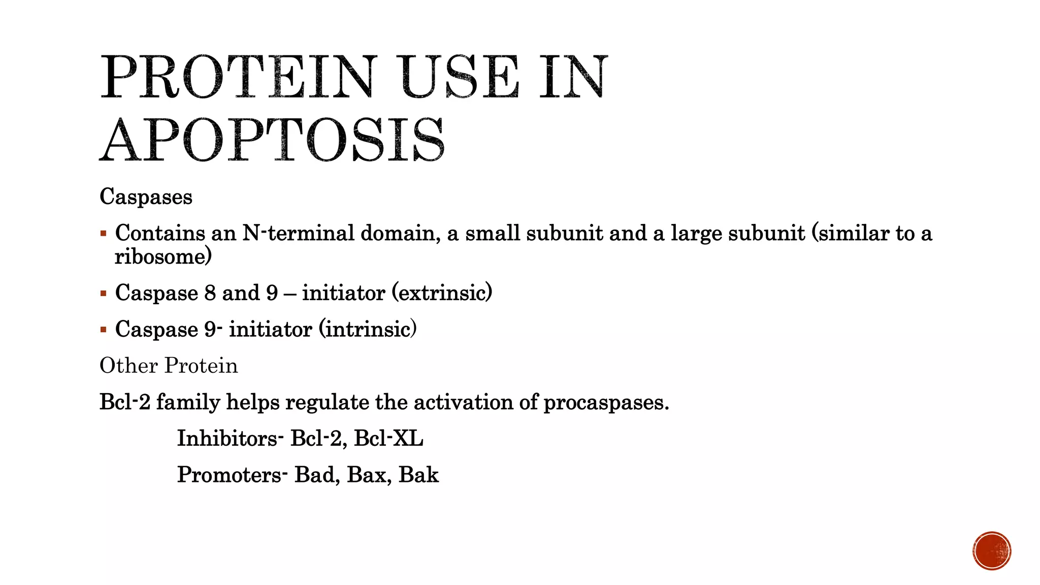 Caspases
 Contains an N-terminal domain, a small subunit and a large subunit (similar to a
ribosome)
 Caspase 8 and 9 – initiator (extrinsic)
 Caspase 9- initiator (intrinsic)
Other Protein
Bcl-2 family helps regulate the activation of procaspases.
Inhibitors- Bcl-2, Bcl-XL
Promoters- Bad, Bax, Bak
 