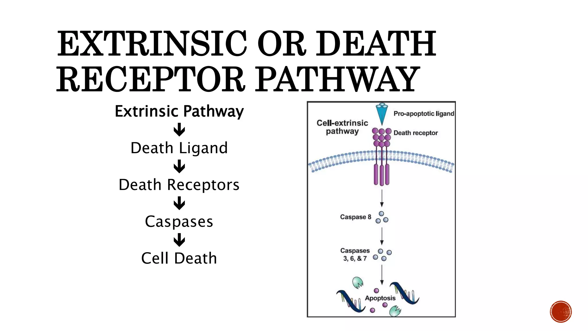 EXTRINSIC OR DEATH
RECEPTOR PATHWAY
Extrinsic Pathway

Death Ligand

Death Receptors

Caspases

Cell Death
 