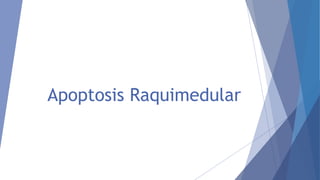 Apoptosis Raquimedular
 