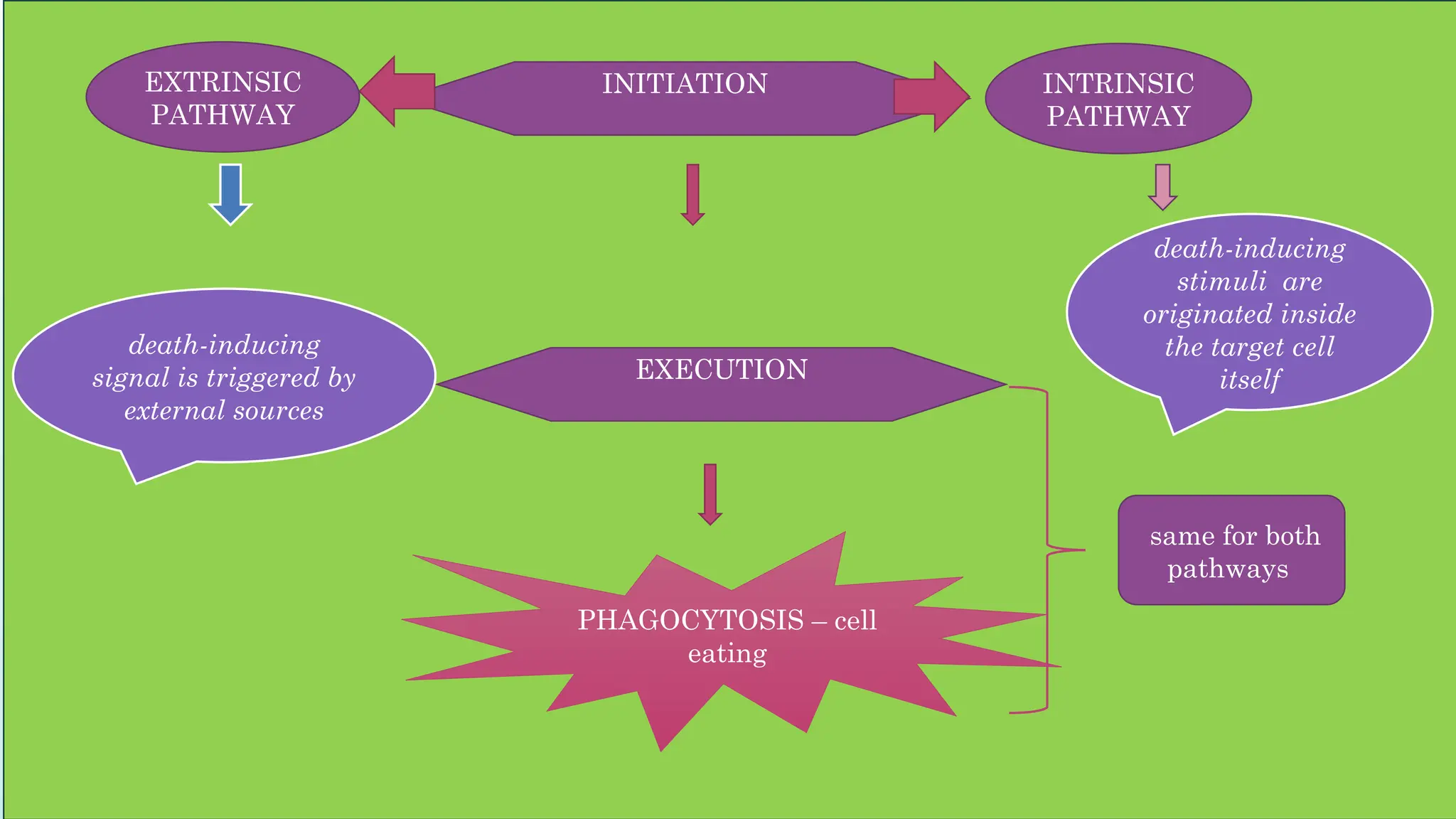 Pathology - Apoptosis and cell death.pptx