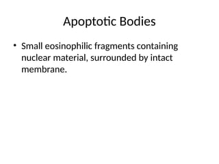 Comprehensive Overview of Apoptosis: Mechanisms, Morphology, and ...