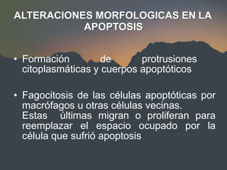 ALTERACIONES MORFOLOGICAS EN LA
APOPTOSIS
• Formación de protrusiones
citoplasmáticas y cuerpos apoptóticos
• Fagocitosis de las células apoptóticas por
macrófagos u otras células vecinas.
Estas últimas migran o proliferan para
reemplazar el espacio ocupado por la
célula que sufrió apoptosis
 