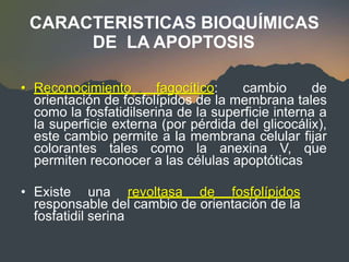 CARACTERISTICAS BIOQUÍMICAS
DE LA APOPTOSIS
• Reconocimiento fagocítico: cambio de
orientación de fosfolípidos de la membrana tales
como la fosfatidilserina de la superficie interna a
la superficie externa (por pérdida del glicocálix),
este cambio permite a la membrana celular fijar
colorantes tales como la anexina V, que
permiten reconocer a las células apoptóticas
• Existe una revoltasa de fosfolípidos
responsable del cambio de orientación de la
fosfatidil serina
 
