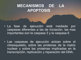 • La fase de ejecución está mediada por
caspasas diferentes a las de iniciación, las mas
importantes son la caspasa 3 y la caspasa 6
• Las caspasas de ejecución actúan sobre el
citoesqueleto, sobre las proteinas de la matriz
nuclear y sobre las proteinas implicadas en la
transcripción, replicación y reparación del DNA.
MECANISMOS DE LA
APOPTOSIS
 