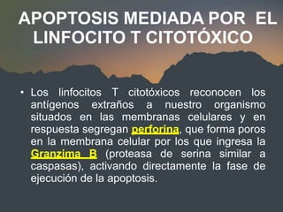 APOPTOSIS MEDIADA POR EL
LINFOCITO T CITOTÓXICO
• Los linfocitos T citotóxicos reconocen los
antígenos extraños a nuestro organismo
situados en las membranas celulares y en
respuesta segregan perforina, que forma poros
en la membrana celular por los que ingresa la
Granzima B (proteasa de serina similar a
caspasas), activando directamente la fase de
ejecución de la apoptosis.
 