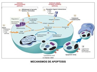 MECANISMOS DE APOPTOSIS
 