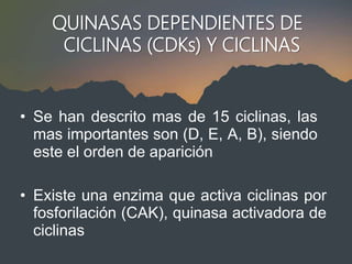 QUINASAS DEPENDIENTES DE
CICLINAS (CDKs) Y CICLINAS
• Se han descrito mas de 15 ciclinas, las
mas importantes son (D, E, A, B), siendo
este el orden de aparición
• Existe una enzima que activa ciclinas por
fosforilación (CAK), quinasa activadora de
ciclinas
 