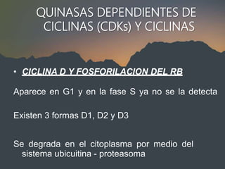 QUINASAS DEPENDIENTES DE
CICLINAS (CDKs) Y CICLINAS
• CICLINA D Y FOSFORILACION DEL RB
Aparece en G1 y en la fase S ya no se la detecta
Existen 3 formas D1, D2 y D3
Se degrada en el citoplasma por medio del
sistema ubicuitina - proteasoma
 
