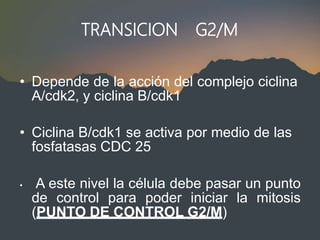 TRANSICION G2/M
• Depende de la acción del complejo ciclina
A/cdk2, y ciclina B/cdk1
• Ciclina B/cdk1 se activa por medio de las
fosfatasas CDC 25
• A este nivel la célula debe pasar un punto
de control para poder iniciar la mitosis
(PUNTO DE CONTROL G2/M)
 