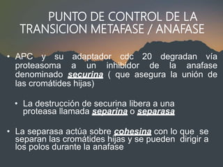 PUNTO DE CONTROL DE LA
TRANSICION METAFASE / ANAFASE
• APC y su adaptador cdc 20 degradan vía
proteasoma a un inhibidor de la anafase
denominado securina ( que asegura la unión de
las cromátides hijas)
• La destrucción de securina libera a una
proteasa llamada separina o separasa
• La separasa actúa sobre cohesina con lo que se
separan las cromátides hijas y se pueden dirigir a
los polos durante la anafase
 