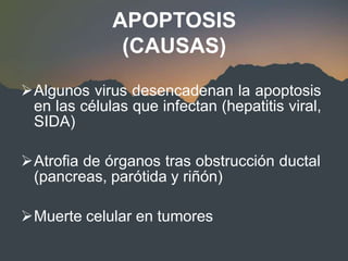 APOPTOSIS
(CAUSAS)
Algunos virus desencadenan la apoptosis
en las células que infectan (hepatitis viral,
SIDA)
Atrofia de órganos tras obstrucción ductal
(pancreas, parótida y riñón)
Muerte celular en tumores
 