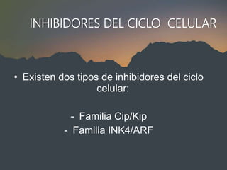 INHIBIDORES DEL CICLO CELULAR
• Existen dos tipos de inhibidores del ciclo
celular:
- Familia Cip/Kip
- Familia INK4/ARF
 