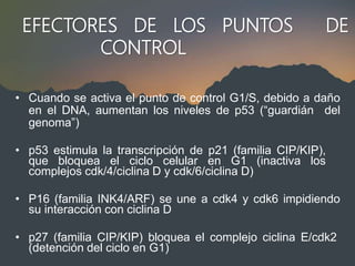 EFECTORES DE LOS PUNTOS DE
CONTROL
• Cuando se activa el punto de control G1/S, debido a daño
en el DNA, aumentan los niveles de p53 (“guardián del
genoma”)
• p53 estimula la transcripción de p21 (familia CIP/KIP),
que bloquea el ciclo celular en G1 (inactiva los
complejos cdk/4/ciclina D y cdk/6/ciclina D)
• P16 (familia INK4/ARF) se une a cdk4 y cdk6 impidiendo
su interacción con ciclina D
• p27 (familia CIP/KIP) bloquea el complejo ciclina E/cdk2
(detención del ciclo en G1)
 