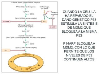 CUANDO LA CELULA
HA REPARADO EL
DAÑO GENETICO P53
ESTIMULA LA SINTESIS
DE MDM2 QUE
BLOQUEA A LA MISMA
P53
P14ARF BLOQUEAA
MDM2, CON LO QUE
PERMITE QUE LOS
NIVELES DE P53
CONTINUEN ALTOS
 